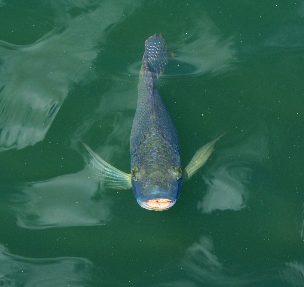 錦鯉,鯉魚,魚