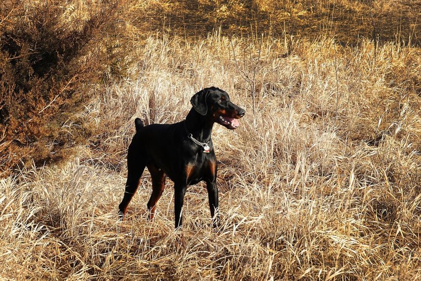 杜伯文犬,杜宾犬,狗