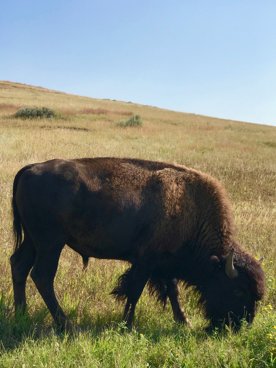 野牛、西奥多、·、罗斯福国家公园、北达科他州免费图片
