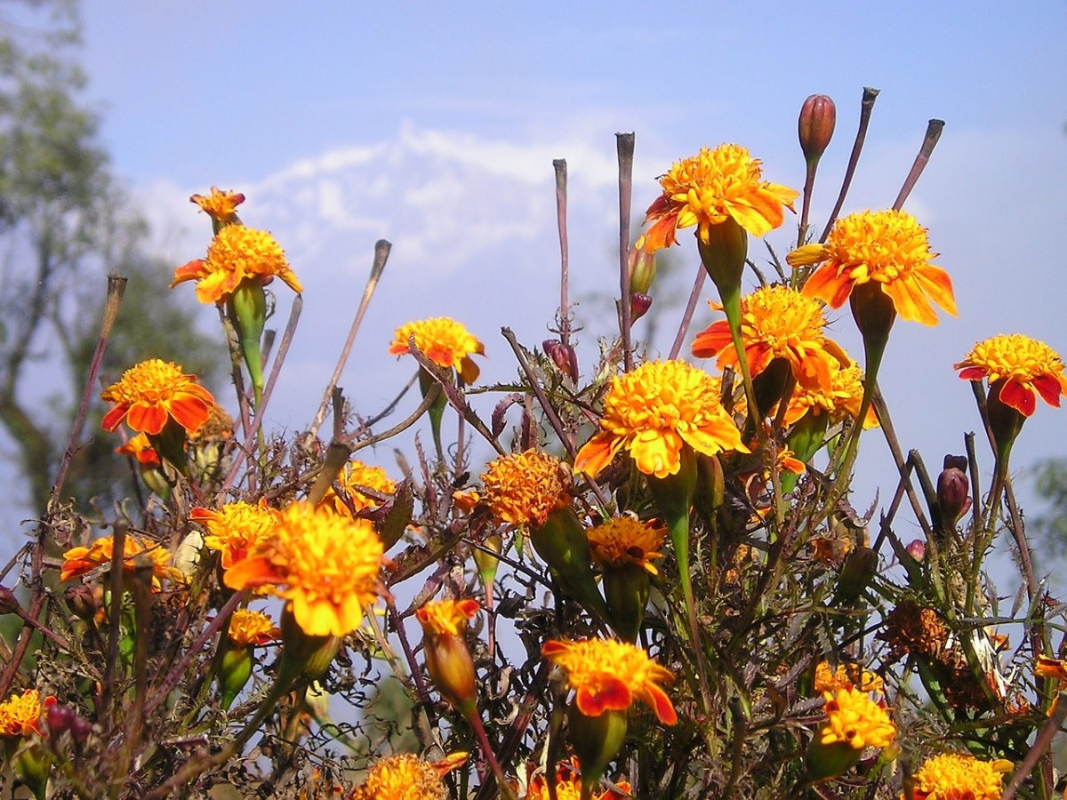尼泊尔、鲜花、凝胶免费图片