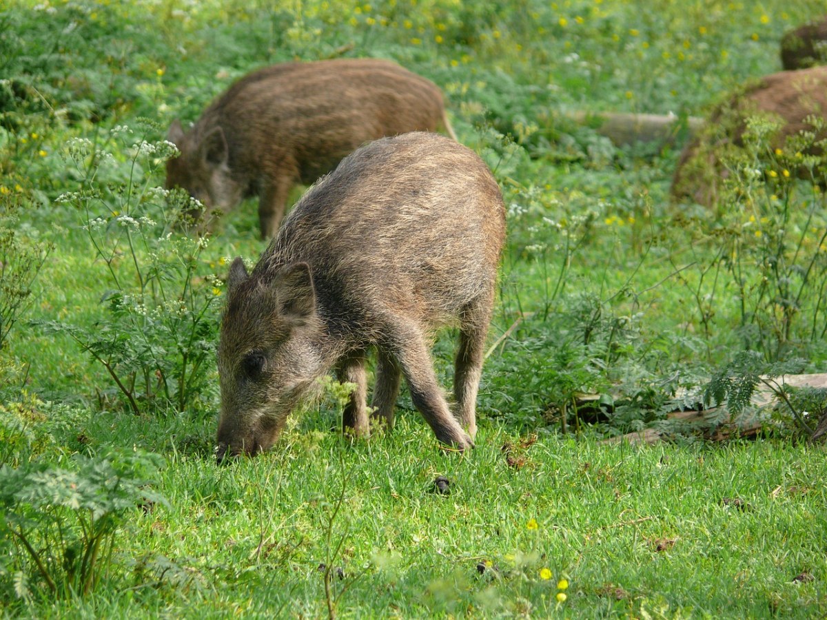 草地上的野猪免费图片