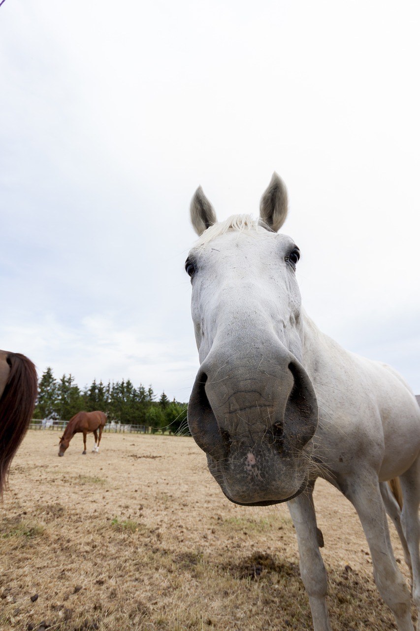 马、动物、马头免费图片