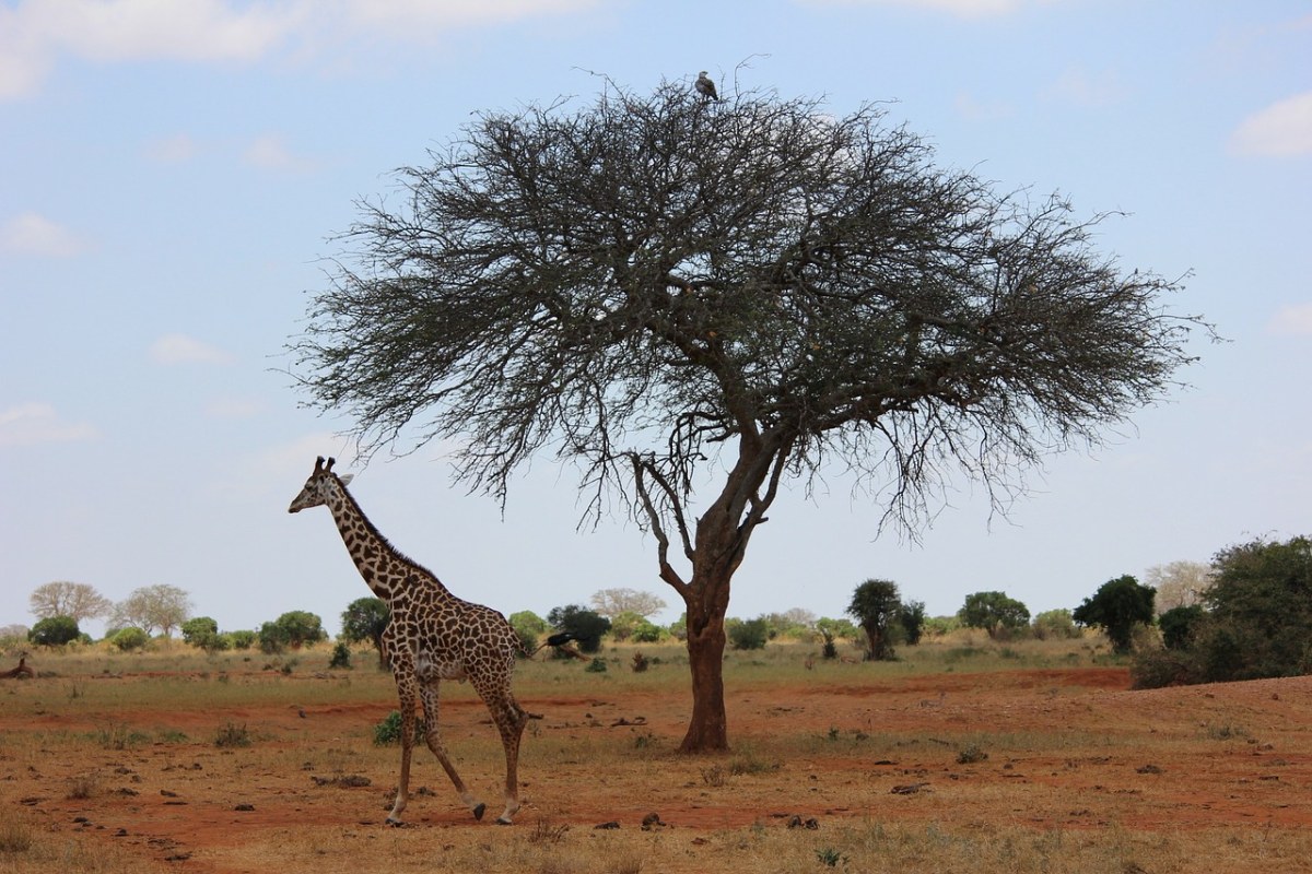 长颈鹿、野生动物园免费图片
