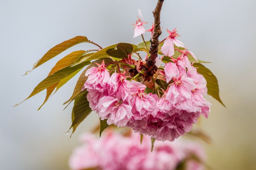 樱花在雨,樱花,樱桃