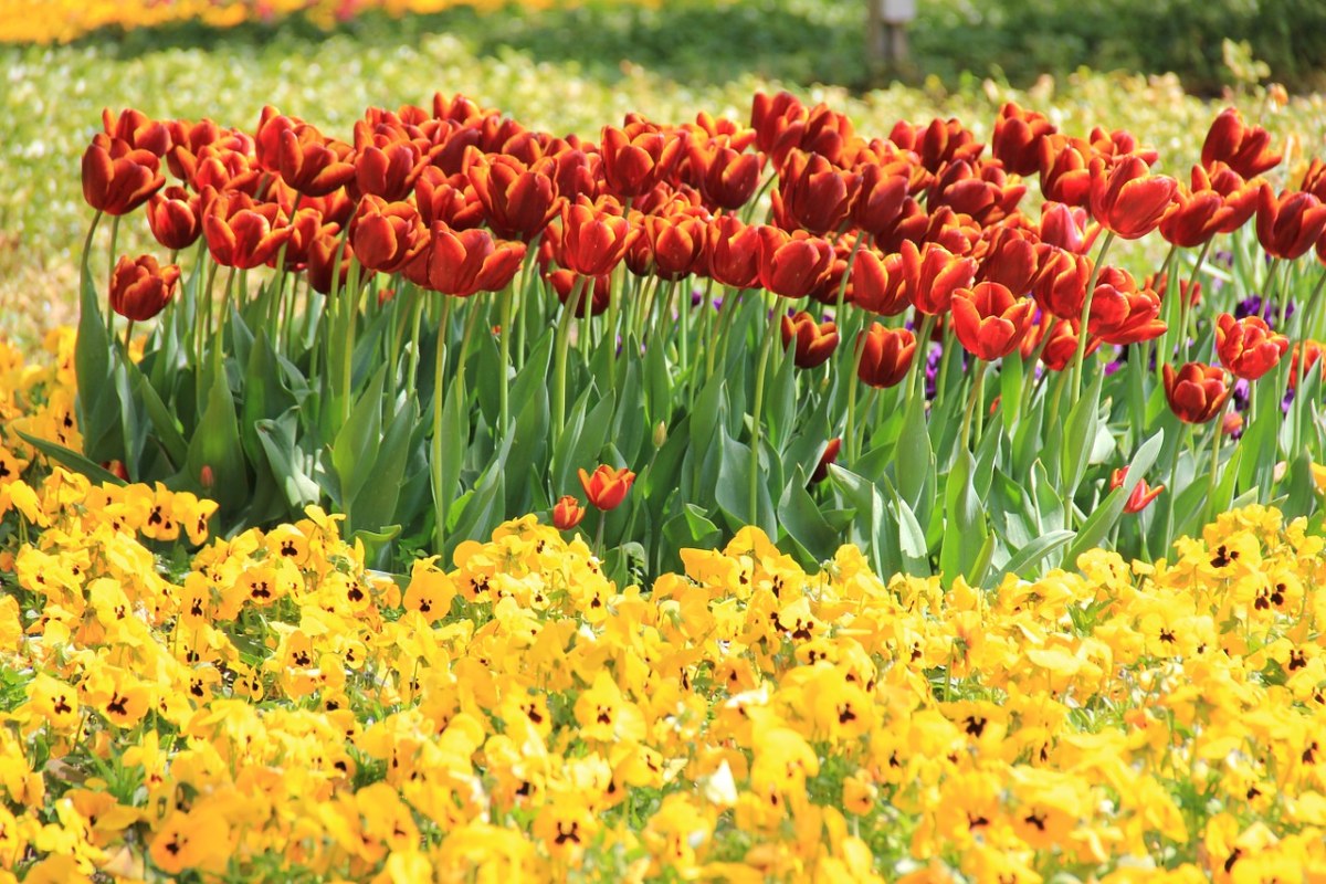 鲜花、春天、复活节免费图片