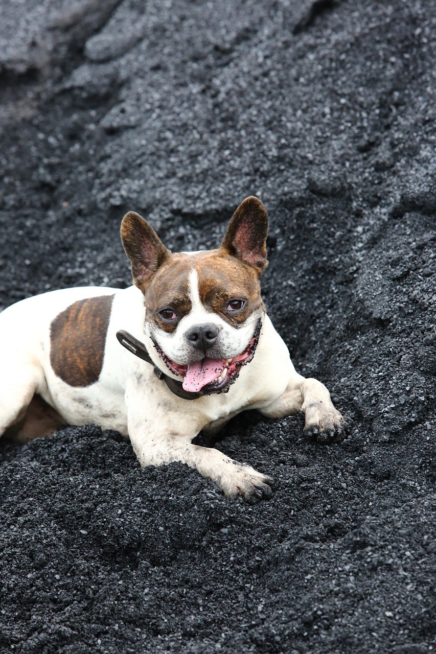宠物,混种狗,动物