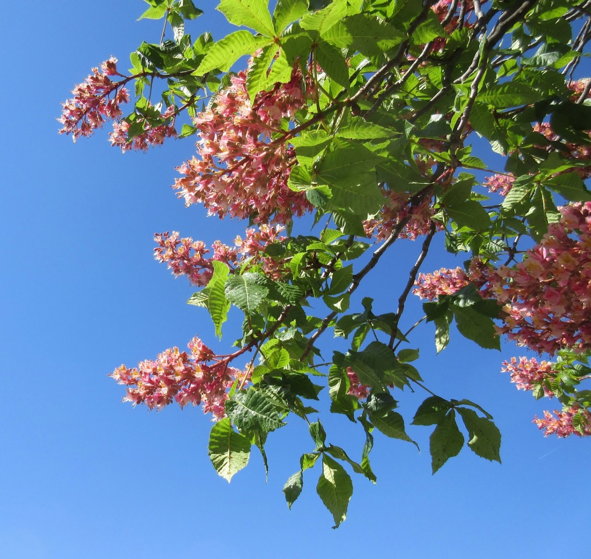 花、春、蓝色的天空免费图片