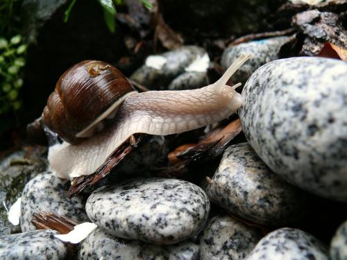 蜗牛、石头、雨