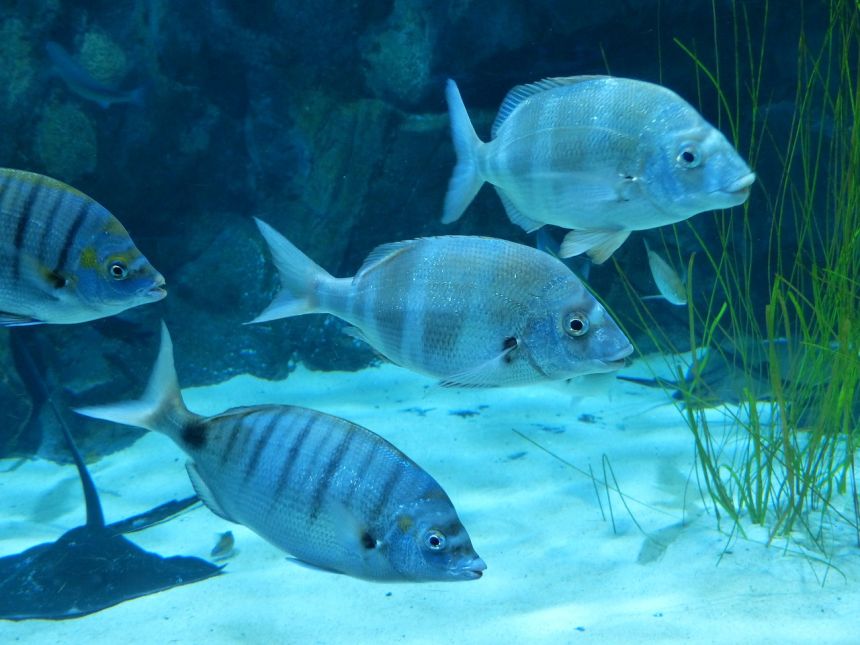 水族館的觀賞魚類