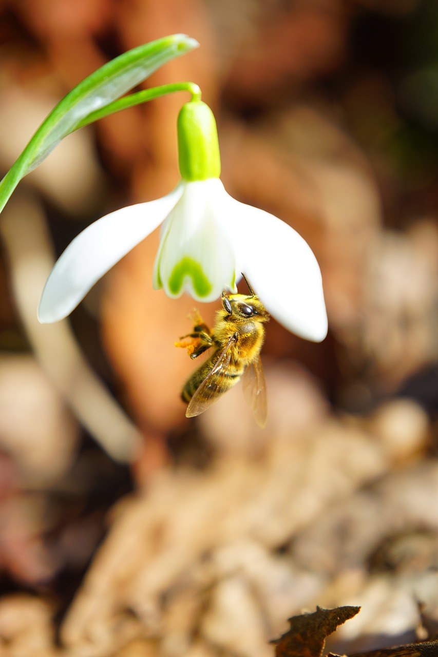 蜜蜂采雪钟花的图片免费图片