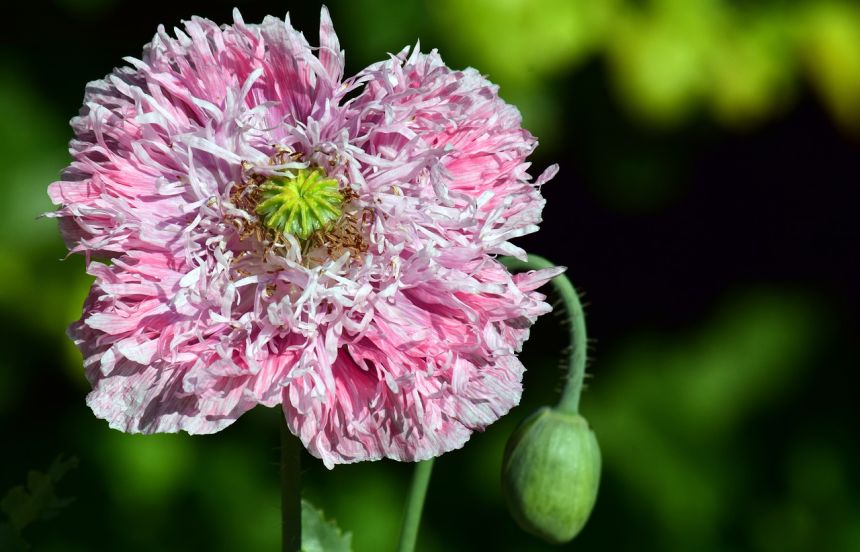 罂粟,罂粟花,花