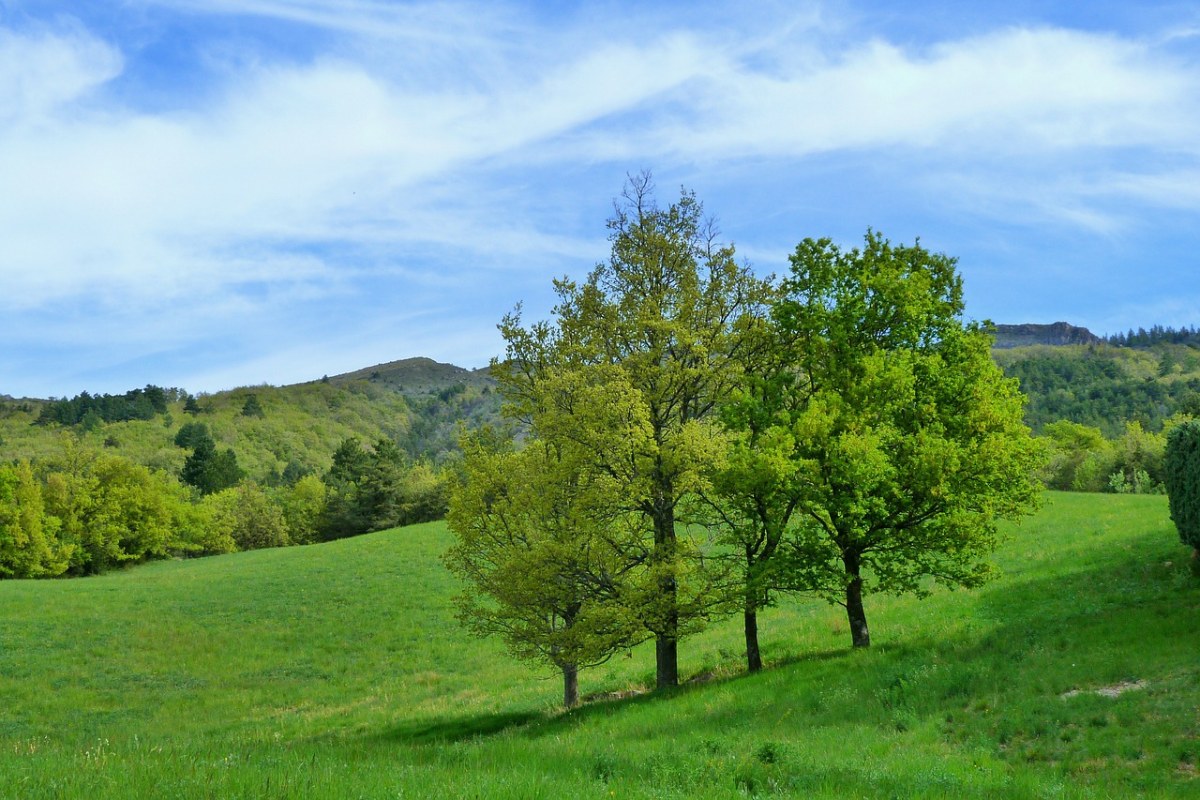 春天草地上的几棵树风景免费图片