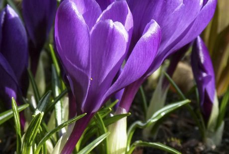 粉红色、番红花、花