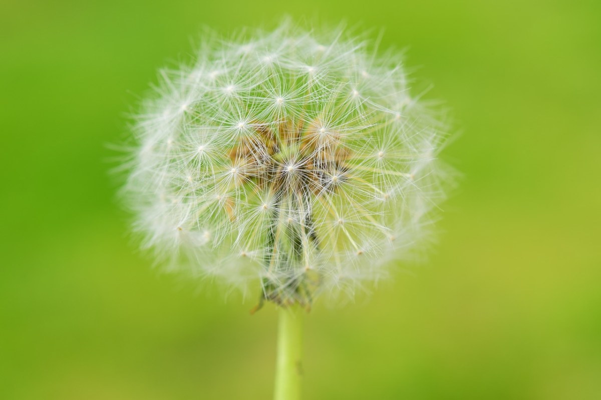 蒲公英、花、性质免费图片