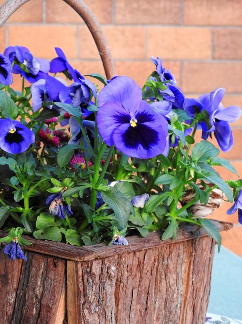 蓝紫色的三色堇花