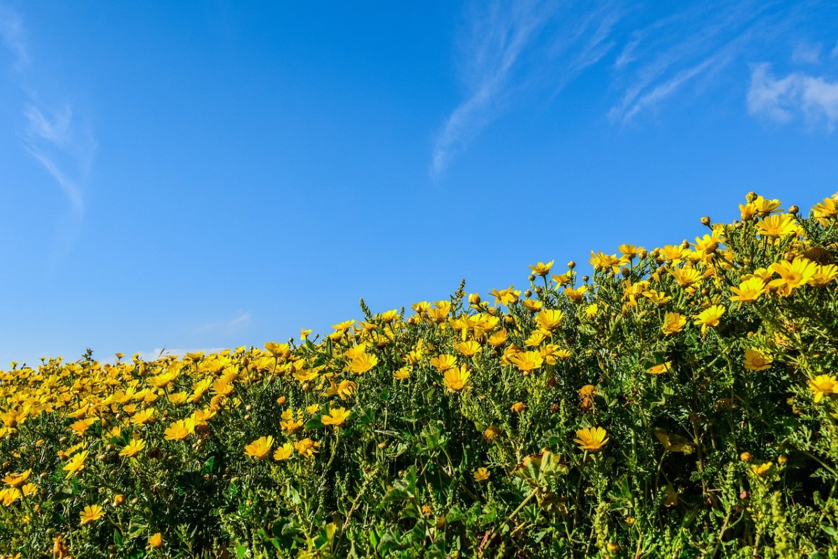 蓝天下的黄色花朵免费图片