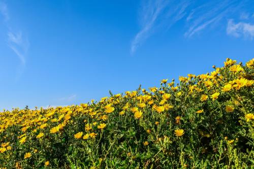 蓝天下的黄色花朵