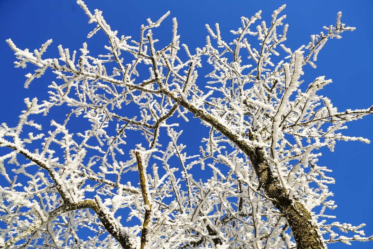 树枝上的霜免费图片