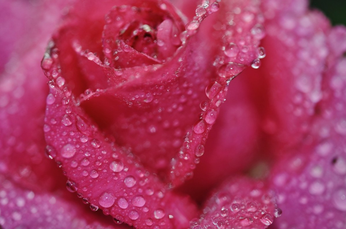 玫瑰、粉红色、花免费图片