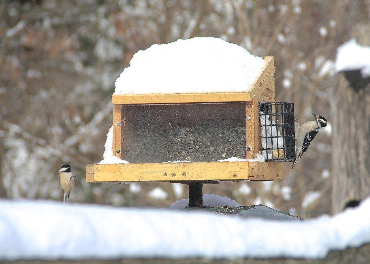 鸟的房子、自然、冬天免费图片