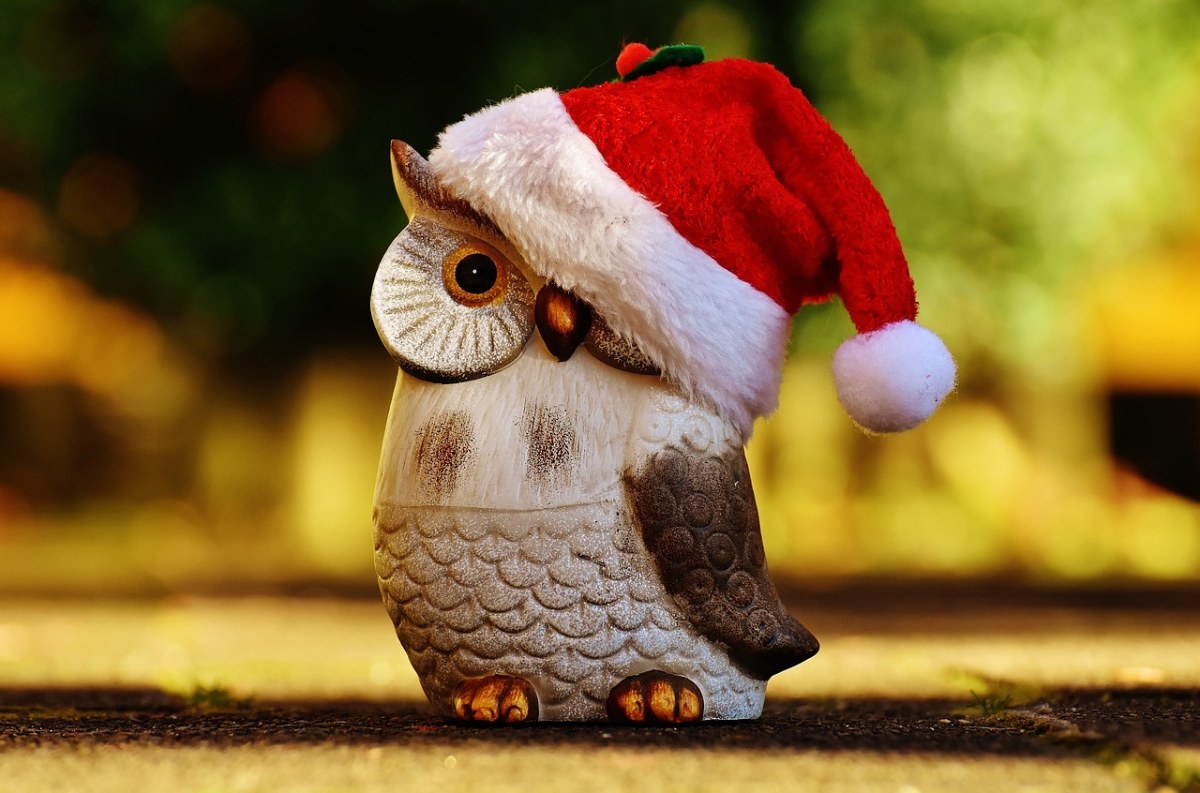 戴圣诞帽的猫头鹰图片免费图片