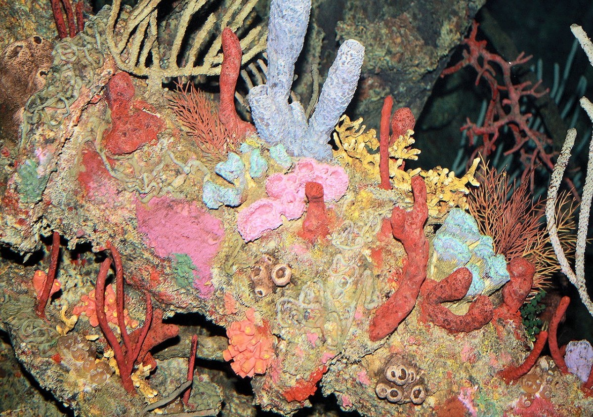 珊瑚、自然、仍免费图片
