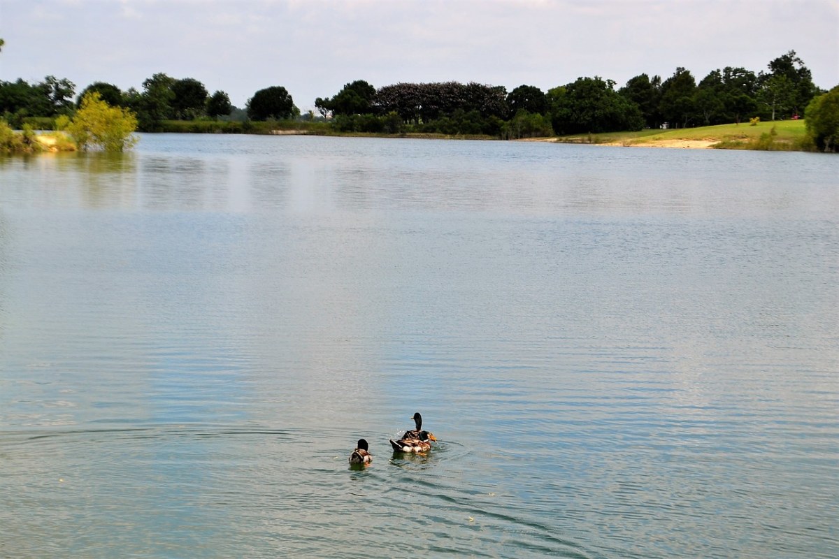 得克萨斯州休斯敦湖鸭子、风景、河免费图片