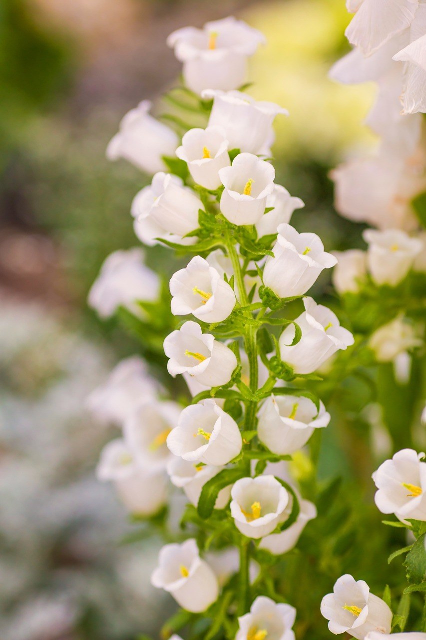 白色的风铃草花朵免费图片