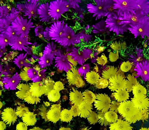 紫色与黄色的荷兰菊