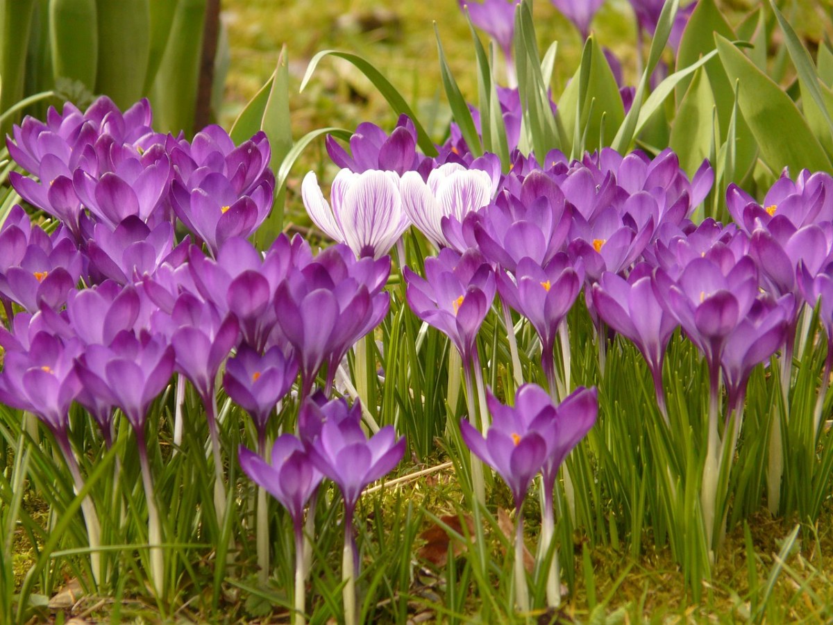 藏红花、厂、花园免费图片