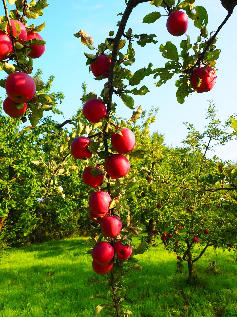 苹果树上硕果累累的苹果免费图片