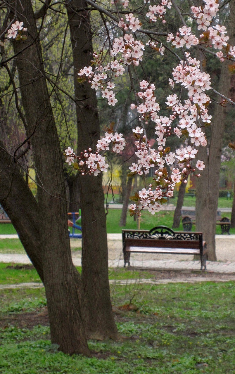 春天开花的树免费图片