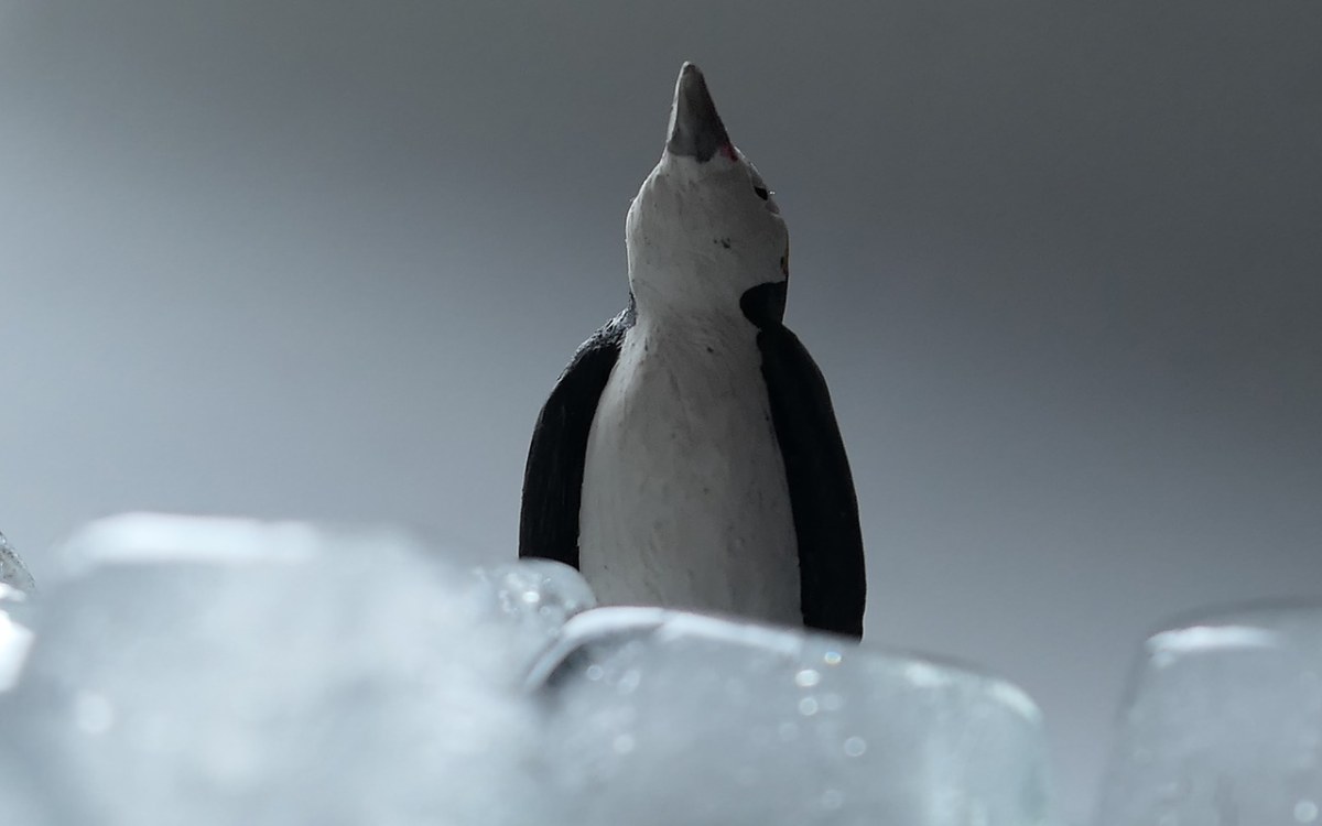 冰、企鹅、冷免费图片