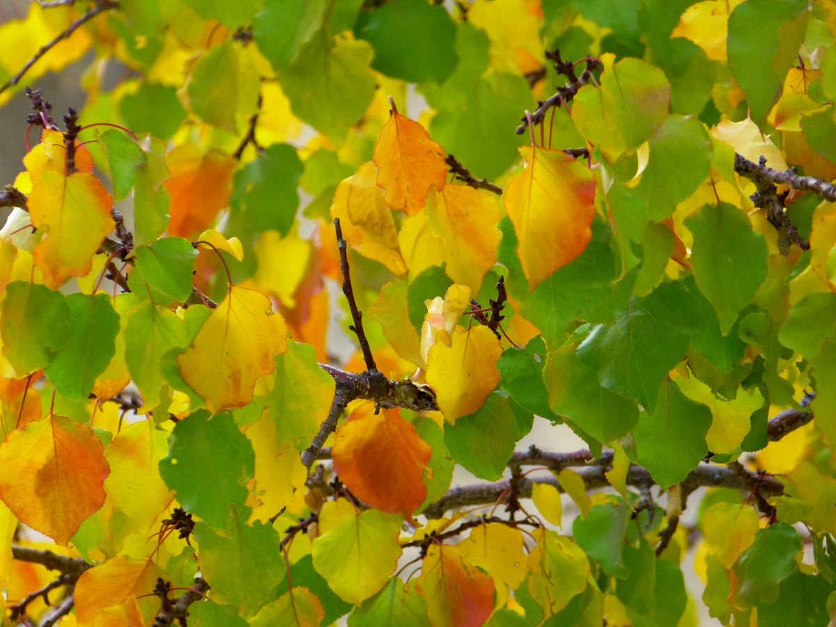 叶子、秋天的颜色、丰富多彩免费图片