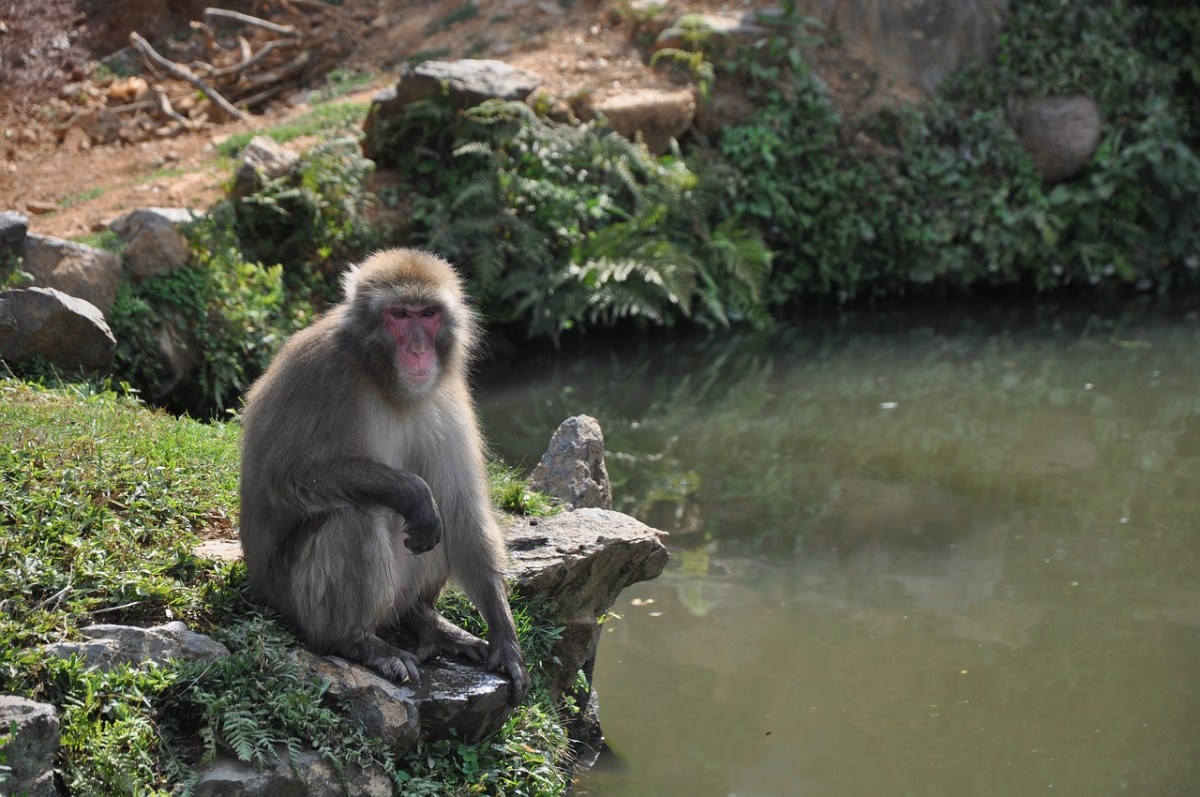 日本、动物、猴免费图片