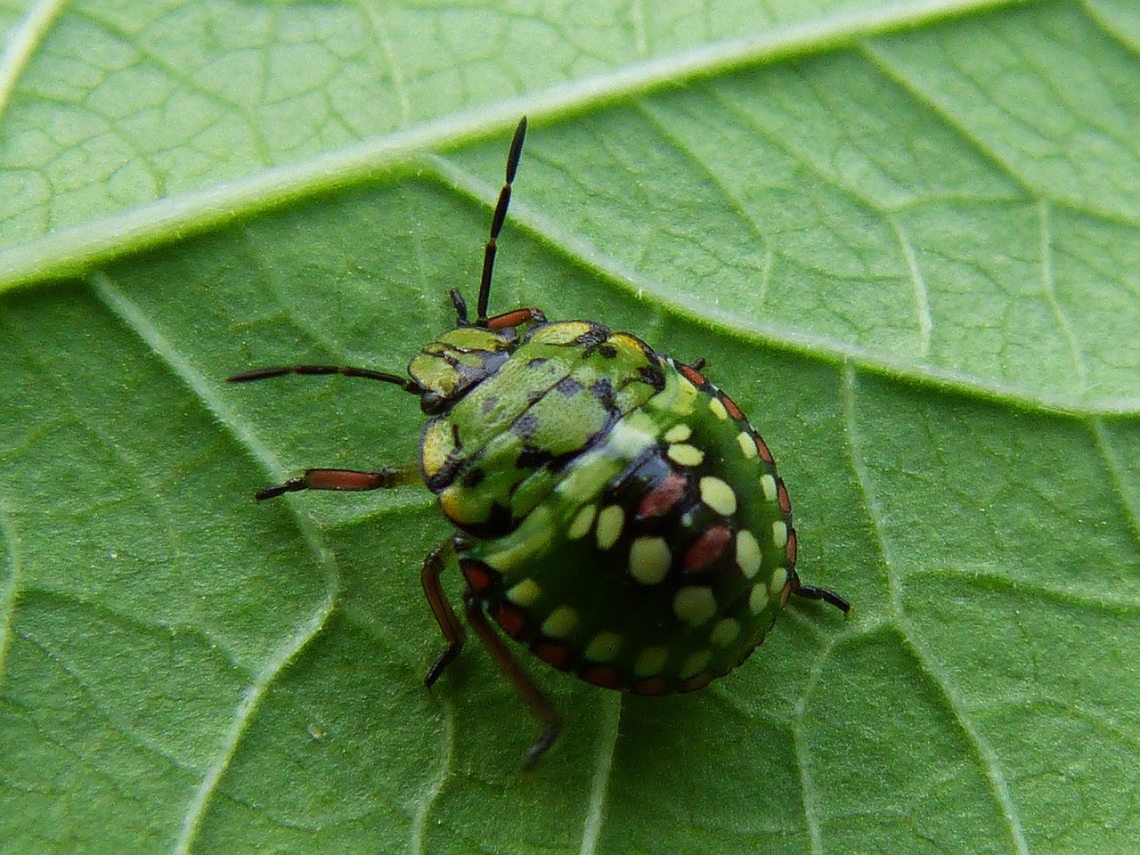 背部绿色的甲壳虫图片