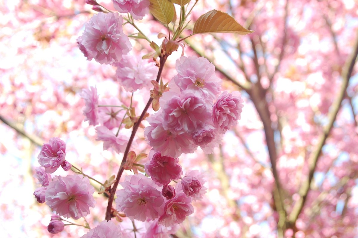 春天粉红色的樱花图片免费图片