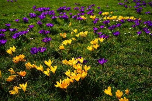 藏红花、黄色、紫