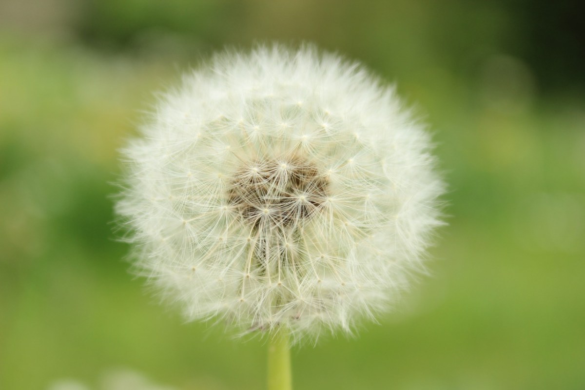 蒲公英、植物学、草地免费图片