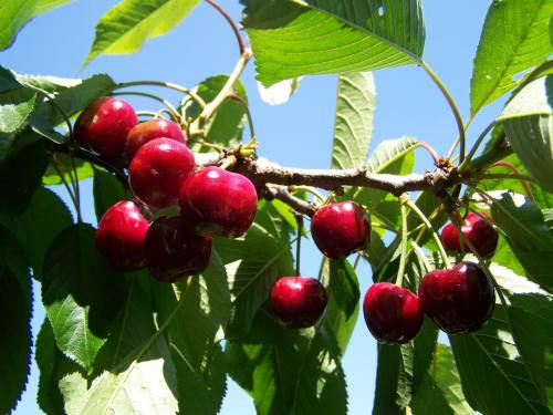 红樱桃、成熟的水果