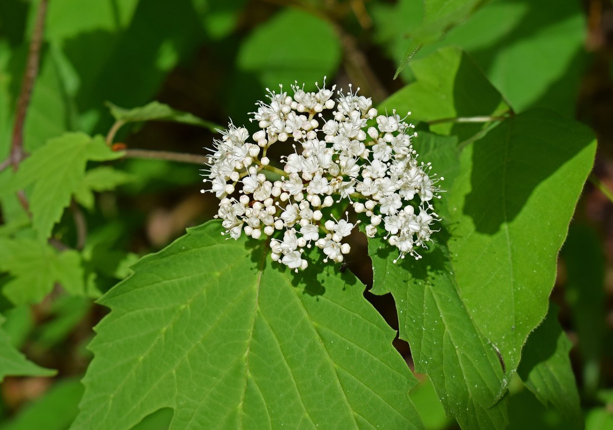 高地蔓越莓,花,开花