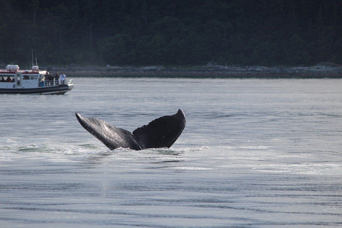 阿拉斯加州、鲸鱼、尾巴免费图片