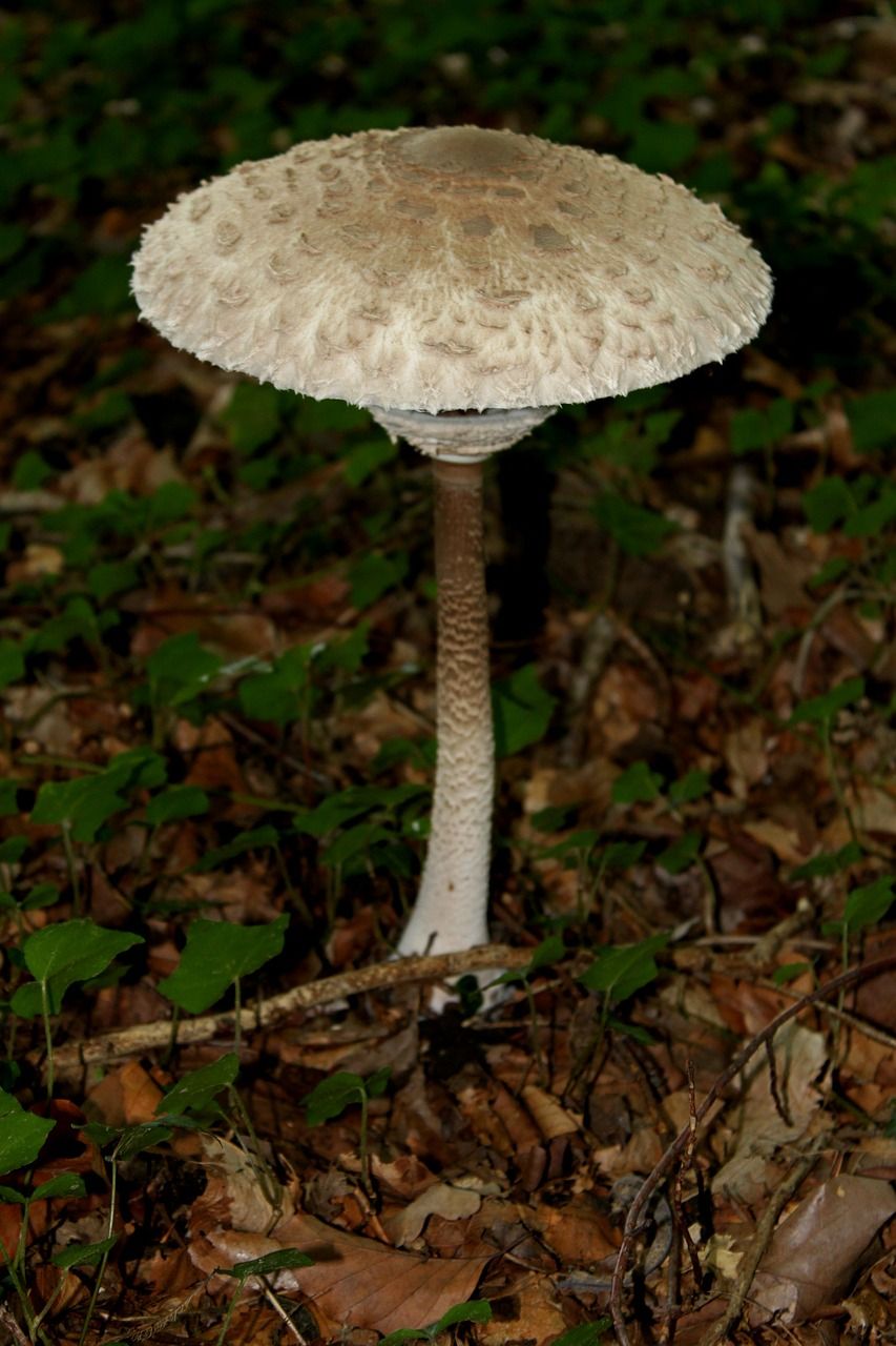 真菌,森林,森林蘑菇