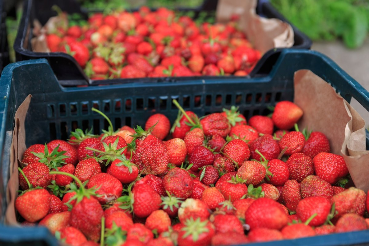 草莓、食品、新鲜免费图片