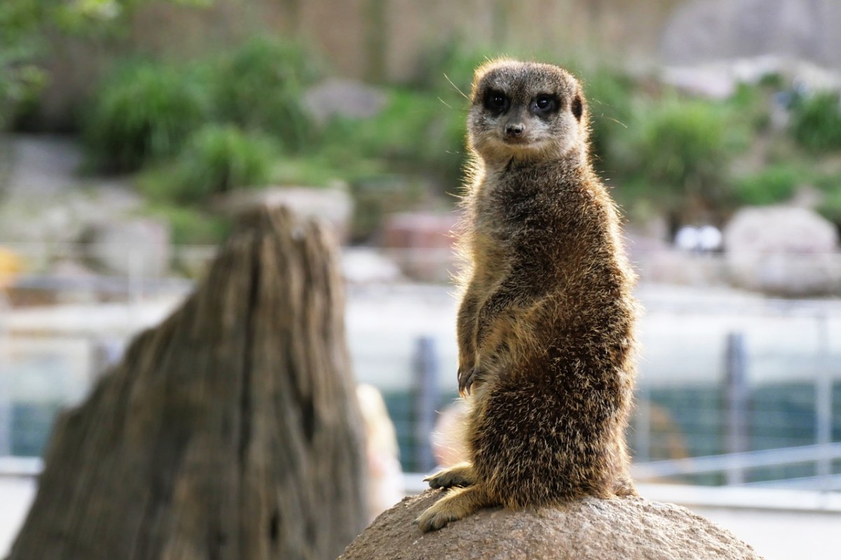 獴,动物园,动物