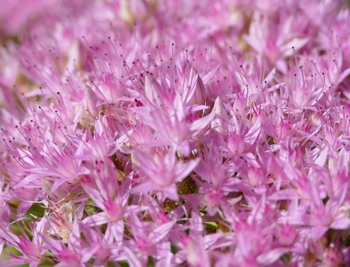 景天,花丝,粉色的花