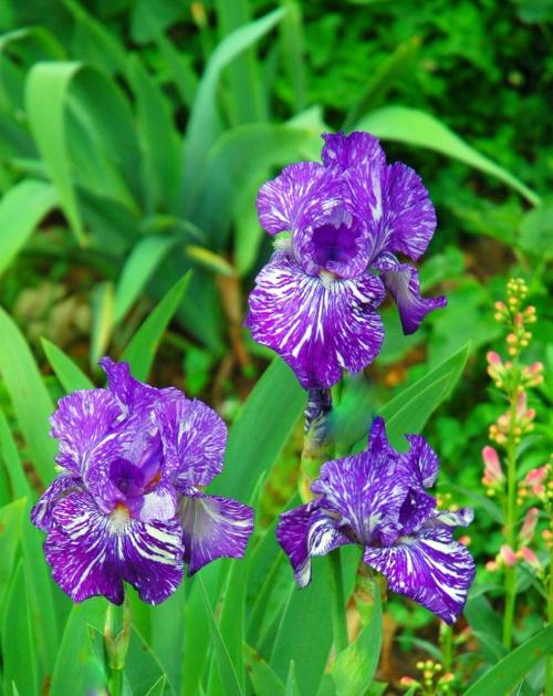 鸢尾花、花、紫