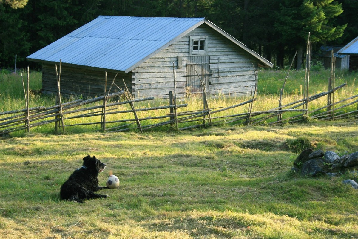狗、日落、夏天免费图片