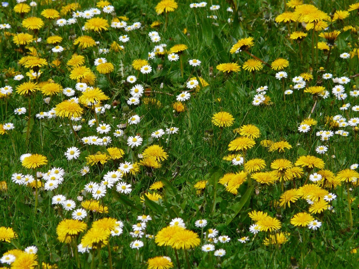 草地、鲜花、蒲公英免费图片