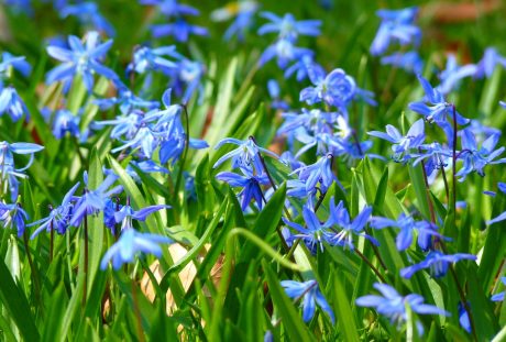 蓝色的植物花朵